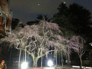 枝垂れ桜「夜間ライトアップ」終了のお知らせ