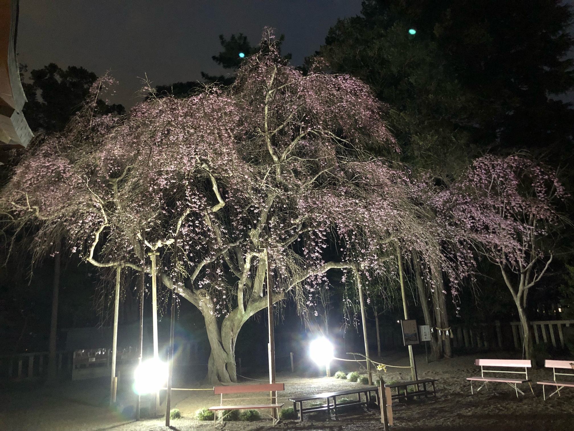 枝垂れ桜夜間ライトアップのご案内