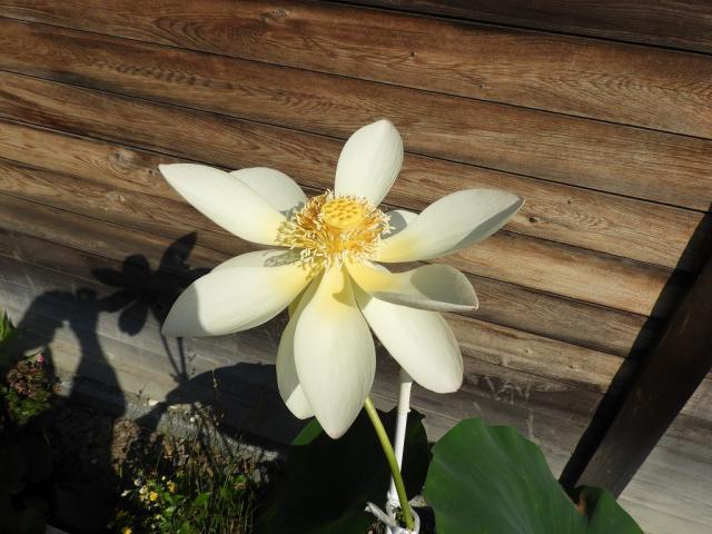 四季の花 蓮（令和4年6月） – 吉田神社