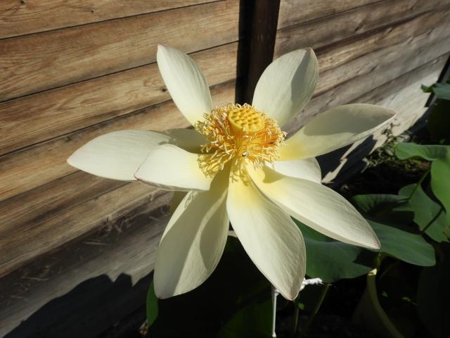 四季の花 蓮（令和4年6月） – 吉田神社