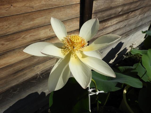 四季の花 蓮（令和4年6月） – 吉田神社